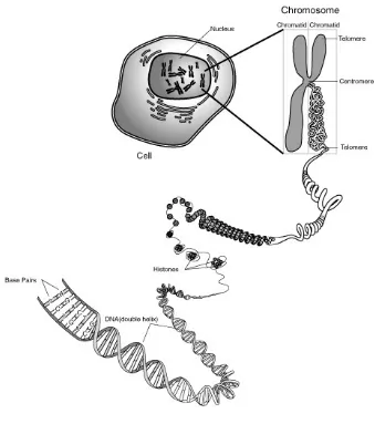 Figure 2: Location of DNA