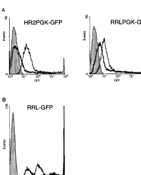 TABLE 2. GFP transduction by lentivirus vectors made by transferconstructs with a wild-type or 5� chimeric LTR