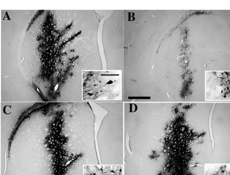 TABLE 3. GFP transduction into HeLa cells by lentivirus vectorsmade by transfer constructs with a wild-type or 5� chimeric LTRand packaging constructs with or without a functional tat genea