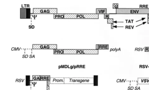 FIG. 4. Schematic drawing of the HIV provirus and the four constructs usedto make a lentivirus vector of the third generation