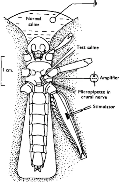 Fig. i. Sketch of preparation showing positions of electrodes and pipettes.The stippled area shows the extent of the plasticine couch.