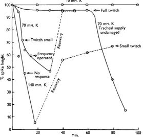 Fig. 4. The effect of high potassium concentration in the bathing fluid of the extensor tibialis onmuscle spike height