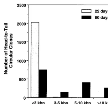 TABLE 2. Yield of circular intermediates isolated from Hirt DNA