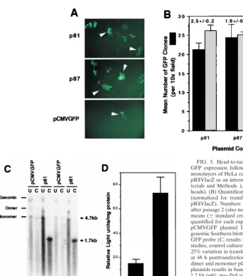 FIG. 5. Head-to-tail circular intermediates demonstrate increased stability ofGFP expression following transient transfection in HeLa cells