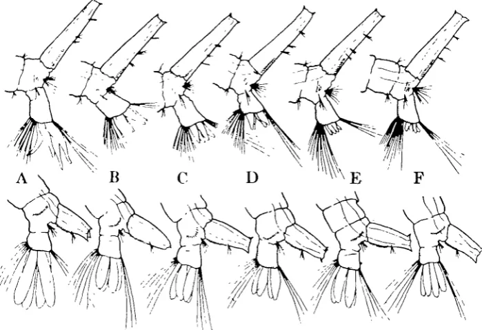 Fig. 6. Terminal segments of Ctdtx larvae (upper row) and Aedes larvae (lower row) showingtypical appearance of anal papillae of larvae reared in different media
