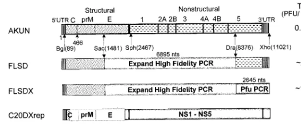 FIG. 1. Construction and speciﬁc infectivities of the full-length KUN virus cDNA clones and the structures of KUN virus replicon RNAs