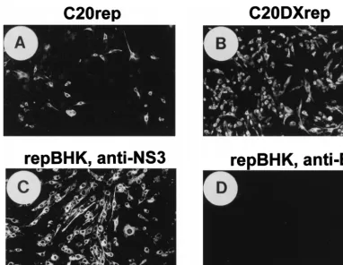 FIG. 2. Improvement of transfection efﬁcacy of KUN virus replicon RNA and establishment of a replicon-expressing BHK cell line (repBHK) shown by IF analysis.(A and B) IF-positive BHK21 cells with anti-NS3 antibodies at 24 h after electroporation with the original C20rep RNA and with C20DXrep RNA of improved