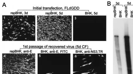 FIG. 5. Complementation of full-length KUN virus RNA with a GDDA and the BHK lanes in panel B indicate the absence of replication of FLd(A) and Northern blot analysis with the E-speciﬁc probe (B) for detection of replicating FLdrepBHK lanes in panel B demo