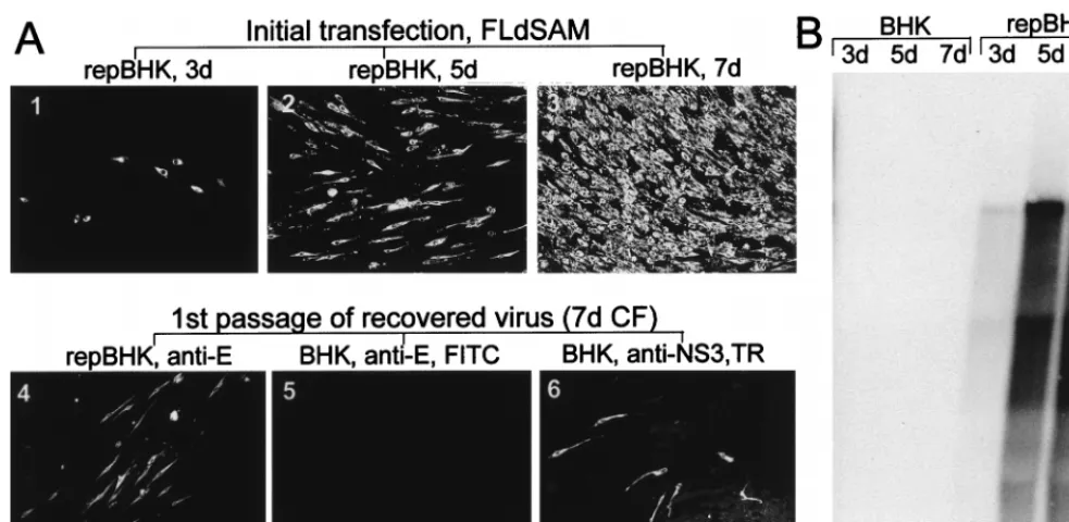 FIG. 6. Complementation of full-length KUN virus RNA with a deletion of the SAM binding site in the NS5 gene (construct FLdSAM)