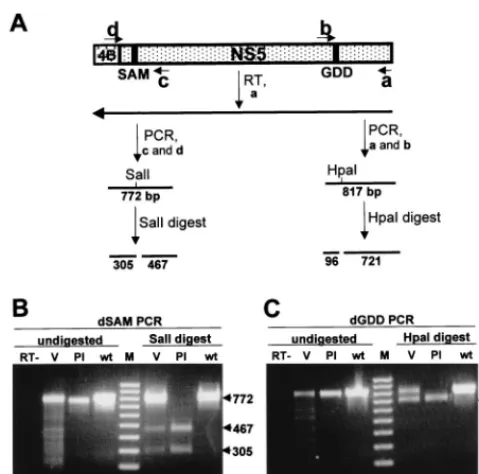 FIG. 7. Determination of the structure of the defective genomes. (A) Sche-matic representation of the KUN virus genome in the vicinity of the NS5 gene