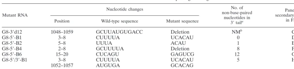 TABLE 1. Mutations and extent of 3� base pairing in the gene 8 RNAs