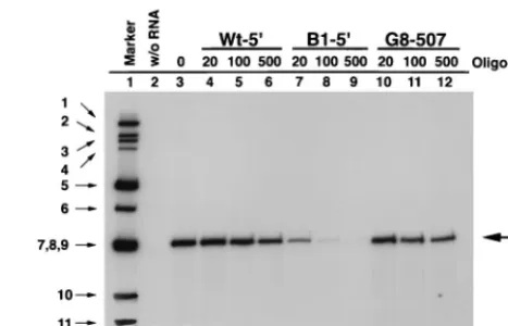 FIG. 4. Partial rescue of the defective template activity of the G8-5�by introduction of compensatory mutations in the 3dsRNA products made in reaction mixtures containing wild-type or mutant gene8 template RNA or no template RNA (Without) were resolved on