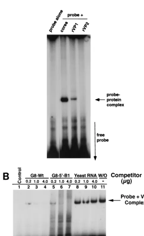 FIG. 8. The replication-defective RNA, G8-5�-B1, competitively interfereswith the formation of VP1-probe complexes
