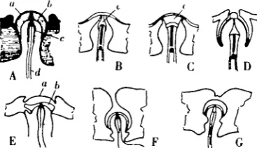 Fig. 9. Types of campaniform sensilla A. Diagrammatic. B, C. Sections through theDytiscus