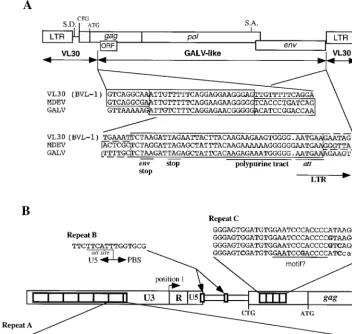 FIG. 1. Genomic structure of the proviral form of MDEV. (A) Recombinant structure of MDEV