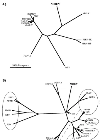 FIG. 4. Phylogenetic trees based on Pol (A) and Env (B) proteins. The protein alignments, phylogenetic trees, and bootstrap analyses were performed with theClustal W program, and the trees were viewed by using the TreeView program