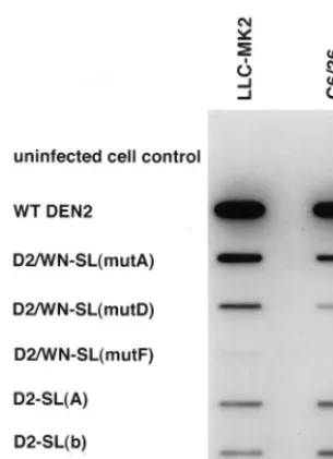 FIG. 9. Viral proteins in infected LLC-MK2 cells. Viruses derived by trans-fection were passaged in C6/36 or in LLC-MK2 cells, as described in the legend
