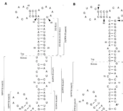 FIG. 1. (A) The proposed conformation and 93-nt sequence (12) of the DEN2 3�bottom portions were previously deﬁned (3)