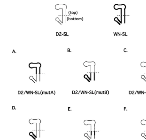 FIG. 2. The composition of the 3�-SLs in mutant viruses are depicted. TheDEN2 nucleotide sequence is shown as a thin line, and the WN nucleotide