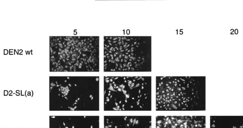 FIG. 4. Mutations in the context of the all-DEN2 3�conformations are depicted. (A) The 6-bp segment comprising the uppermostportion of the long stem was transposed; DEN2 nt 24 to 29 and 51 to 56, indi-cated by crosshatched rectangles, were exchanged betwee