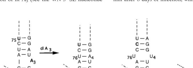 TABLE 2. Peak titers of wt and viable chimeric mutantviruses in LLC-MK2 and C6/36 cellsa