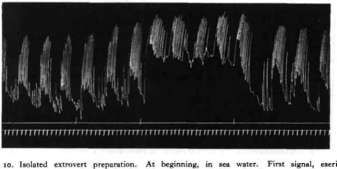 Fig. 11. Isolated extrovert preparation. At beginning, in eserine 1 : 500,000 in sea water