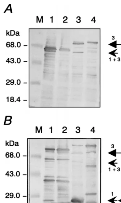 FIG. 2. Bacterial expression and concomitant autocatalytic processing of au-thentic and PR-deﬁcient mutant Pol polyproteins