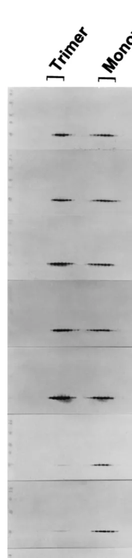 FIG. 3. Sedimentation analysis of assembly-defective and -competent Gagmutant MAs. The MA domain of several Gag mutants was rescued by PCR for