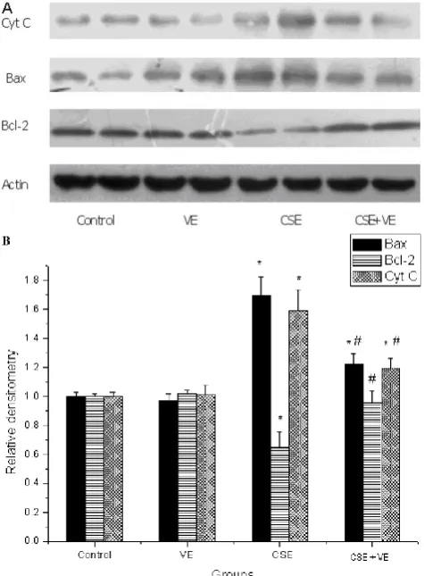 Figure 9. Release of mitochondrial cytochrome c and expression of Bax and Bcl-2 in ELCs