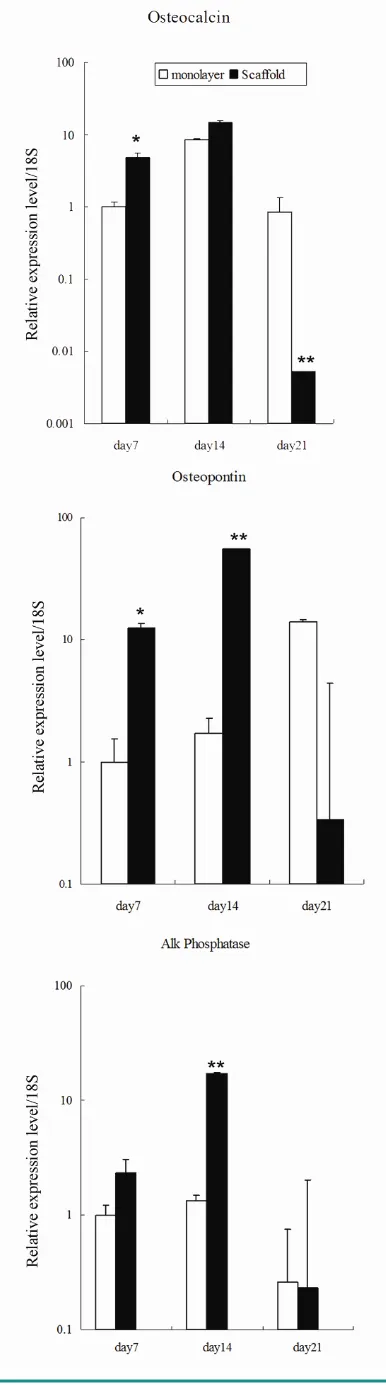 Figure 7. Gene expression of osteoblastic markers in sponge-cell constructs after 7 days, 14 days and 21 days culture