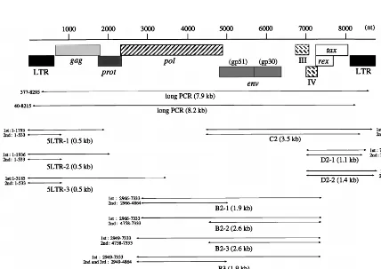 TABLE 2. Oligonucleotide primers used for PCR ampliﬁcation of BLV proviral genomea