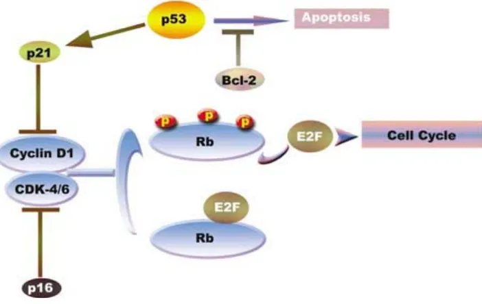 Figure 2: Flow diagram showing the role of major components of p53 