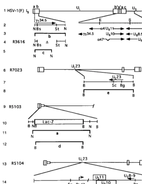 FIG. 1. Schematic representation of the DNA sequence arrangements of thewild-type and recombinant viruses used in this study