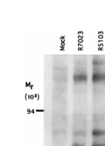 FIG. 3. Autoradiographic image of electrophoretically separated [35�rinsed, harvested, solubilized in an SDS-containing buffer, and electrophoreti-cally separated on a denaturing 12% polyacrylamide gel cross-linked withDATD