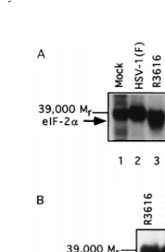 Fig. 5B indicate that only the wild-type-infected lysate rapidlydephosphorylated eIF-2�.The signiﬁcant conclusion is that the compensatory muta-