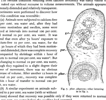 Fig. 7. phar. pharynx; other letteringas in fig. 2.