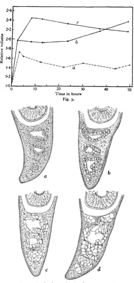 Fig. 4. a, 100 per cent, sea water; b, 2 hours after transfer to 10 per cent, sea water; c, 12 hoursafter transfer to 10 per cent, sea water; d, 24 hours after transfer to 10 per cent, sea water.