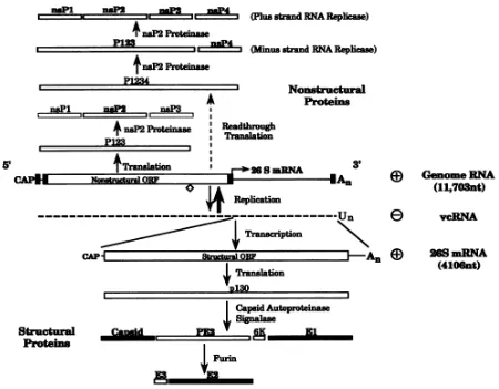 Figure 1.1: Schematic of Sindbis virus genome (from Strauss, 1994, with permission). The 49S genomic RNA is illustrated in the center and is labeled as the positive Genome RNA
