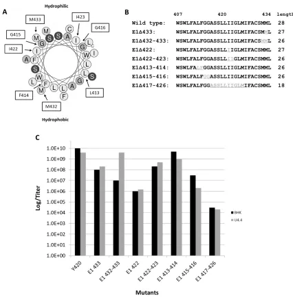 Figure 1.5:  A) Helical wheel representation of the E1 transmembrane domain. Outlined residues shows the amino acids that were deleted