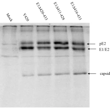 Figure 1.7: Synthesis of viral proteins from non-infectious mutants.  As shown in lanes 3 (E1Δ 420-433), 4 (E1Δ 411-428), and 5 (E1Δ416-433), viral structural proteins are synthesized and processed in BHK cells which did not generate any infectious virus p