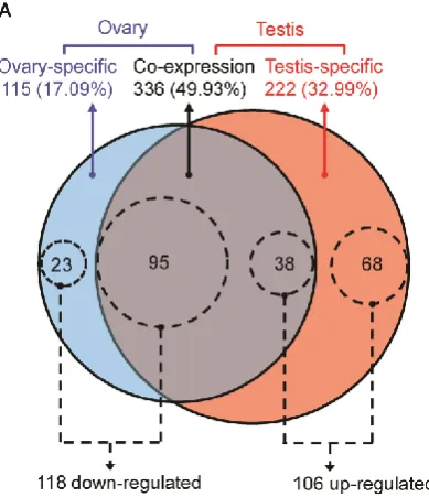 Figure 2. Characteristics of DE miRNAs between porcine adult testis and ovary. (A) The Venn diagram displays the distribution of 673 unique miRNAs between ovary (left, blue circle) and testis (right, pink circle) libraries