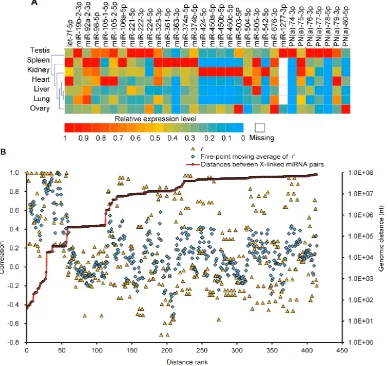 Figure 4. Expression patterns of X-linked miRNAs. (A) Q-PCR analysis of expression of 32 selected X-linked miRNAs across seven porcine normal tissues