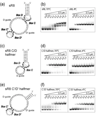 FIGURE 1:  L7 core protein binding to both sR8 box C/D and C’/D’ motifs requires elevated assembly temperatures