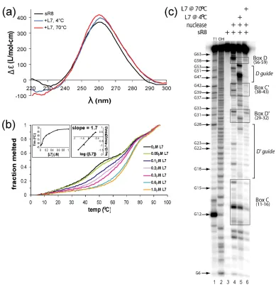 FIGURE 2:  L7 binding to sR8 remodels and stabilizes sRNA structure. (Acore protein binding to sR8 sRNA at low and elevated RNP assembly temperatures