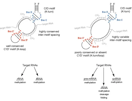 FIGURE 1:  Archaeal and eukaryotic box C/D RNAs and their target RNAs.  The secondary structures of archaeal and eukaryotic box C/D RNAs are shown with box C and D nucleotide sequences designated in blue and C’ and D’ sequences in red
