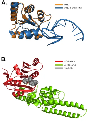 FIGURE 3:  Crystal structures of Archaeal box C/D sRNP core proteins.  (A) Superimposed crystal structures of ribosomal protein L7 from M