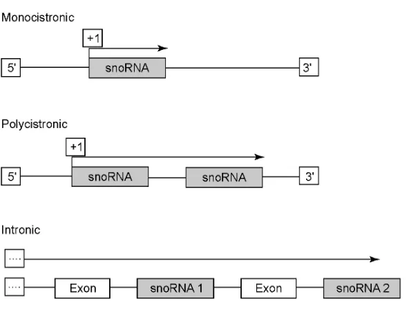 FIGURE 4:  Genomic organization of the box C/D RNAs. 