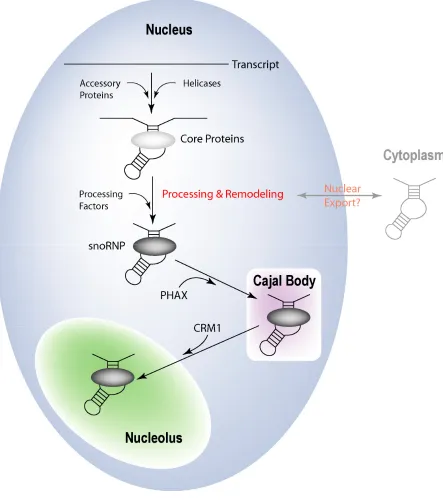 FIGURE 5:  Schematic of eukaryotic box C/D snoRNP biogenesis and transport. 