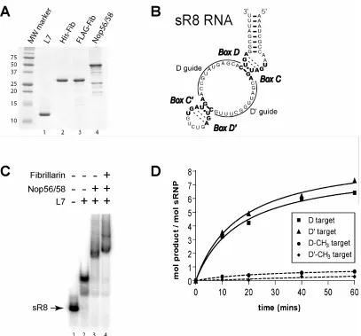 FIGURE 1:  Archaeal box C/D recombinant core protein isolation, in vitro RNP assembly, and sRNP-