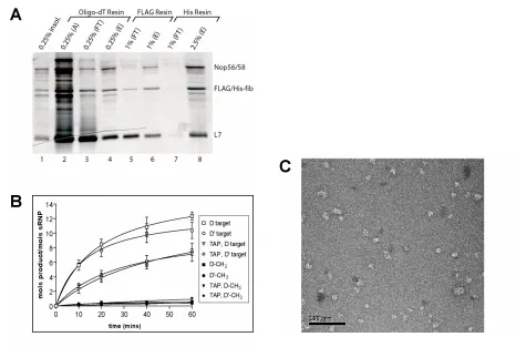 FIGURE 3:  SDS-polyacrylamide gel electrophoretic analysis, methyltransferase activity, and electron microscopy of and non-purified sR8 box C/D sRNP methylate D and D’ targets indicating fully assembled and catalytically active box C/D and C’/D’ RNPs